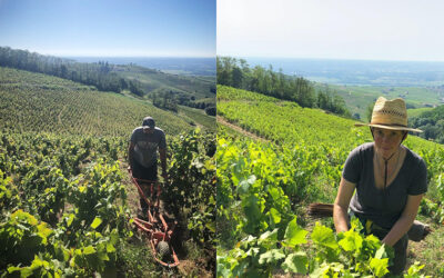 Vous souvenez-vous de ce couple de vignerons fraîchement installés au bas des Monts du Beaujolais ?